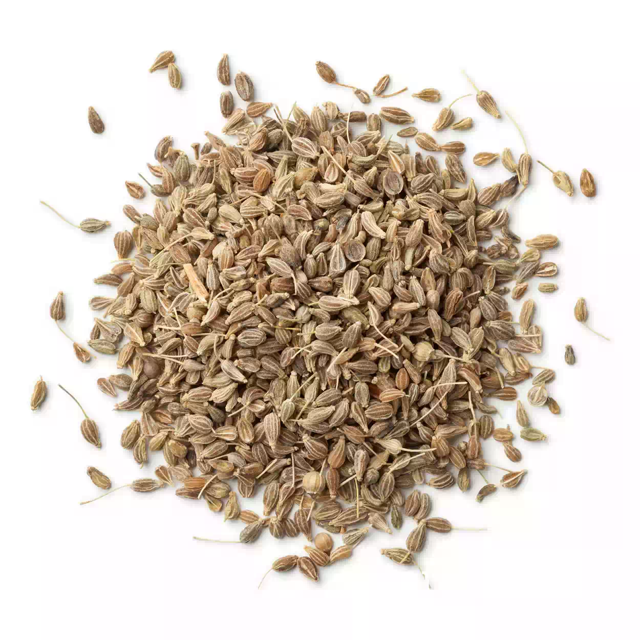 Anise-seed-1-1
